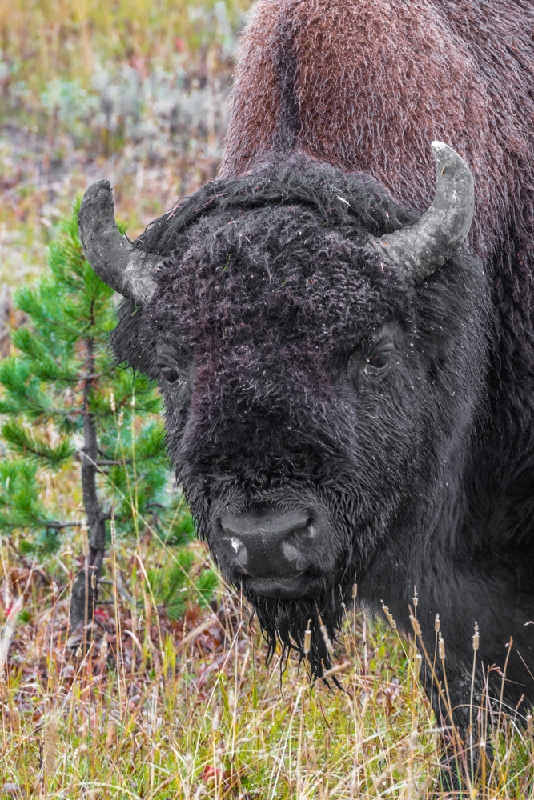 Bison Too Close_YST2397.jpg